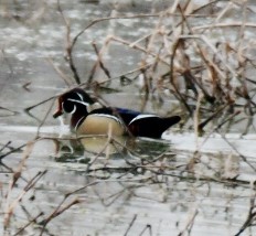 Wood Duck - ML407617031