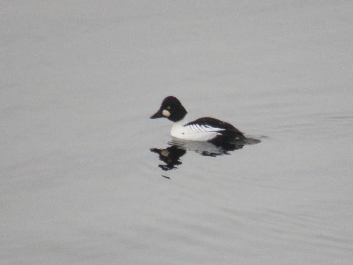 Common Goldeneye - ML407618981