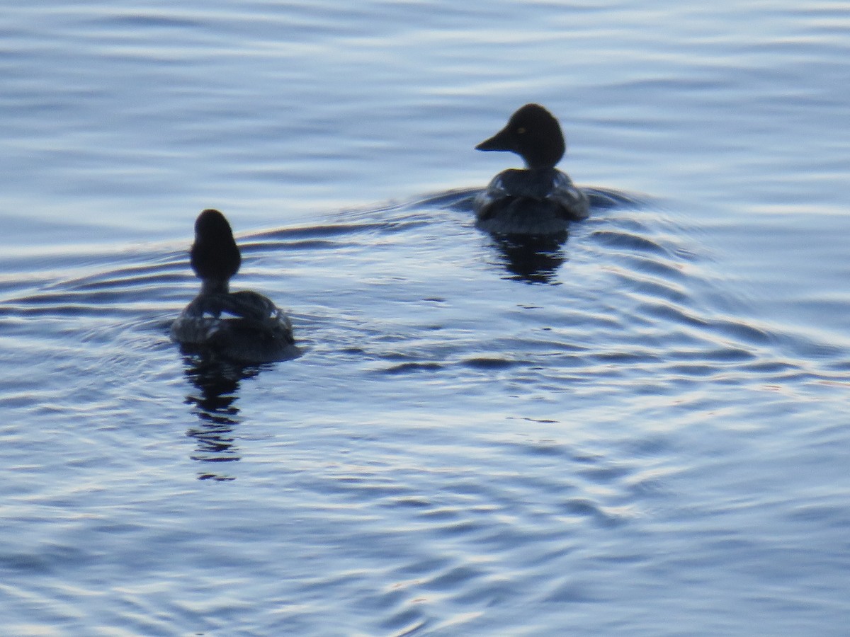 Common Goldeneye - ML407619161