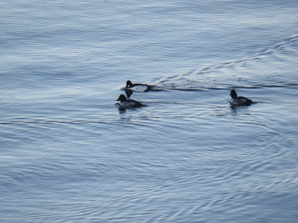 Common Goldeneye - ML407619231