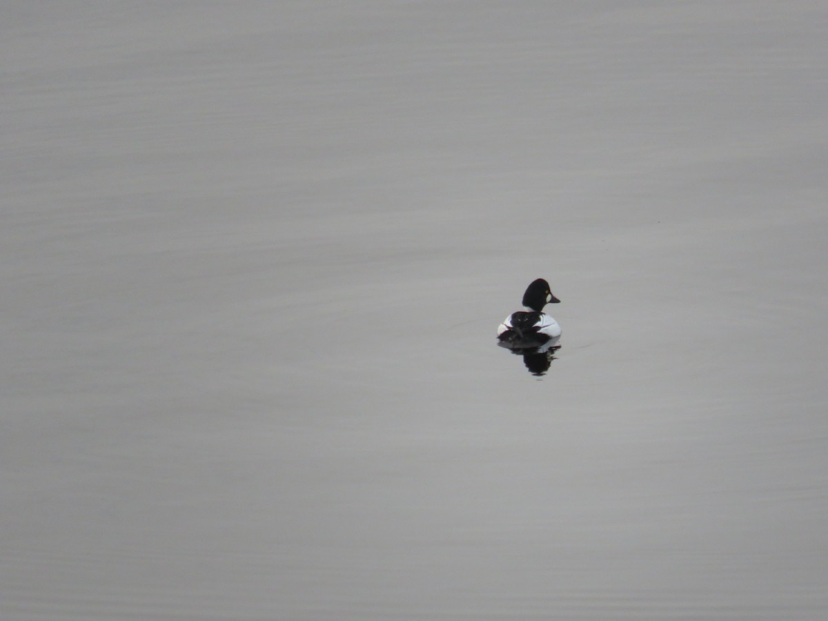 Common Goldeneye - ML407619281