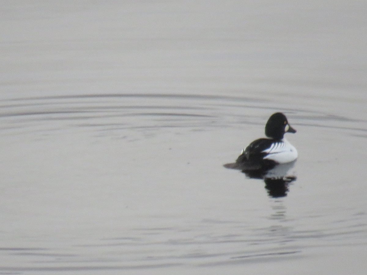 Common Goldeneye - ML407619311