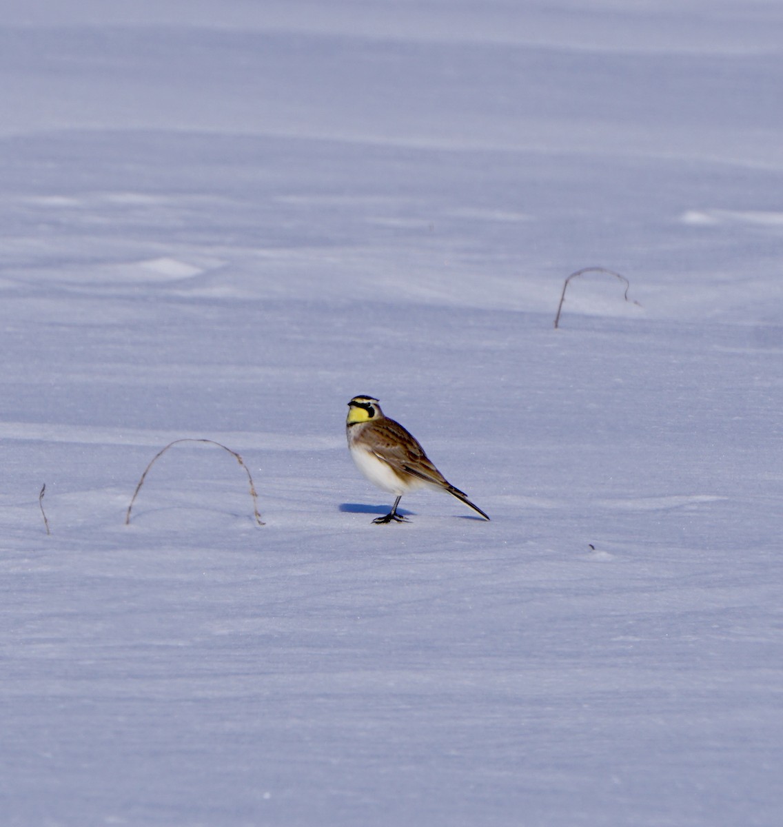 Horned Lark - ML407619811