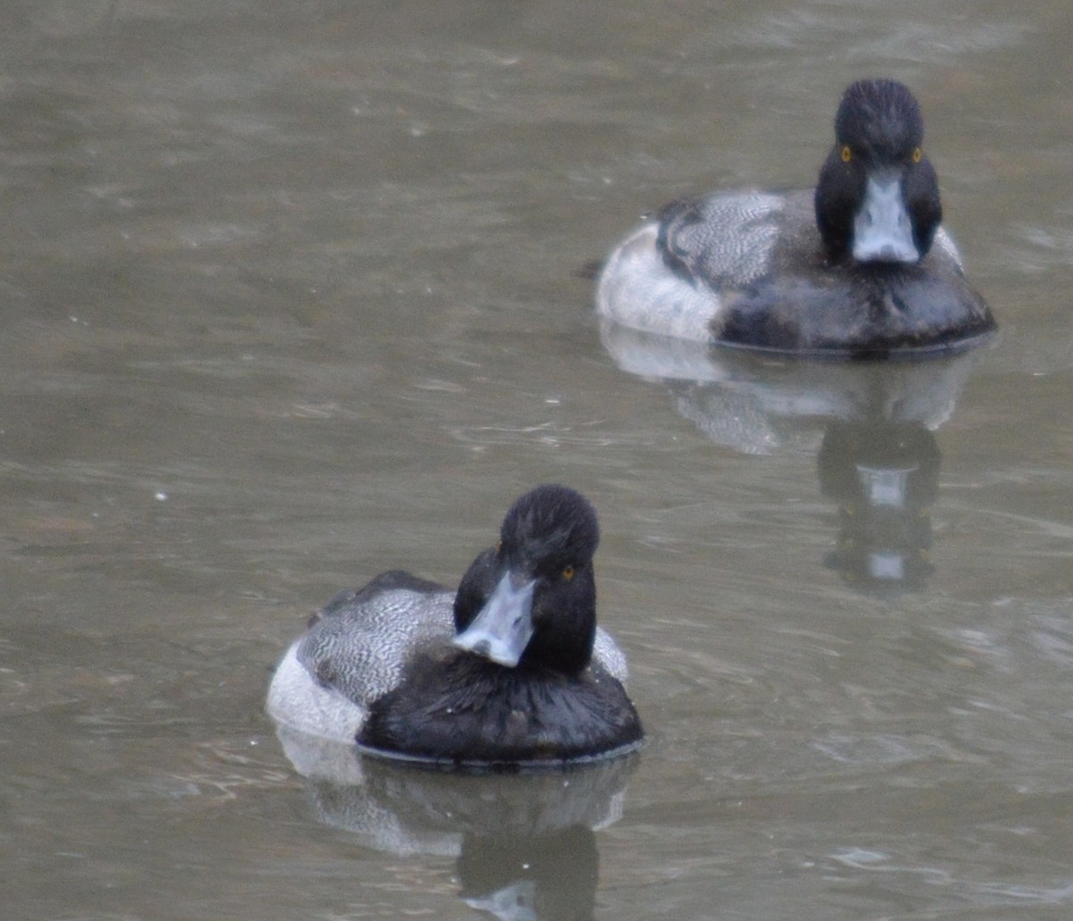 Lesser Scaup - ML407620361