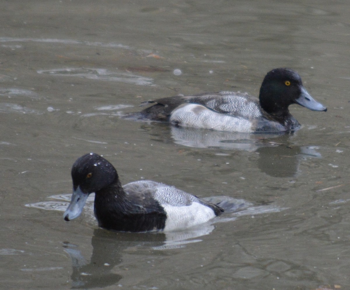 Lesser Scaup - ML407620371