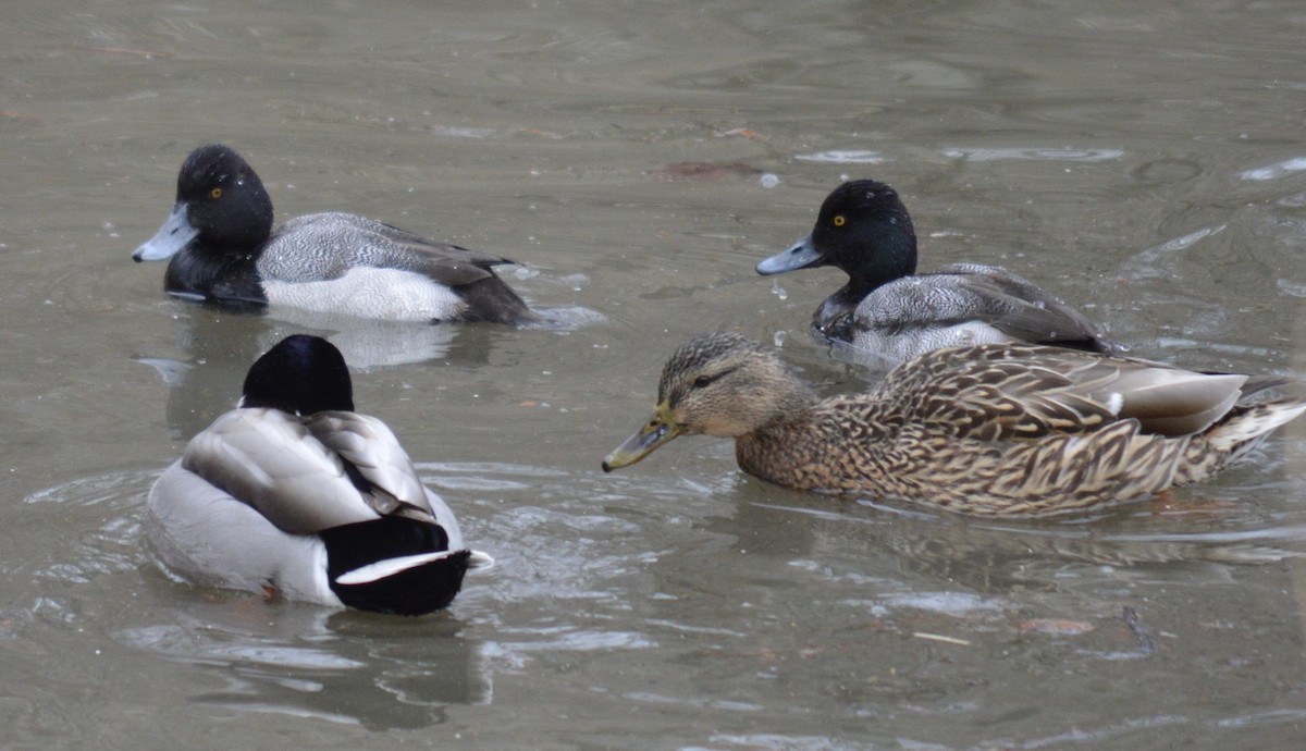 Lesser Scaup - ML407620401