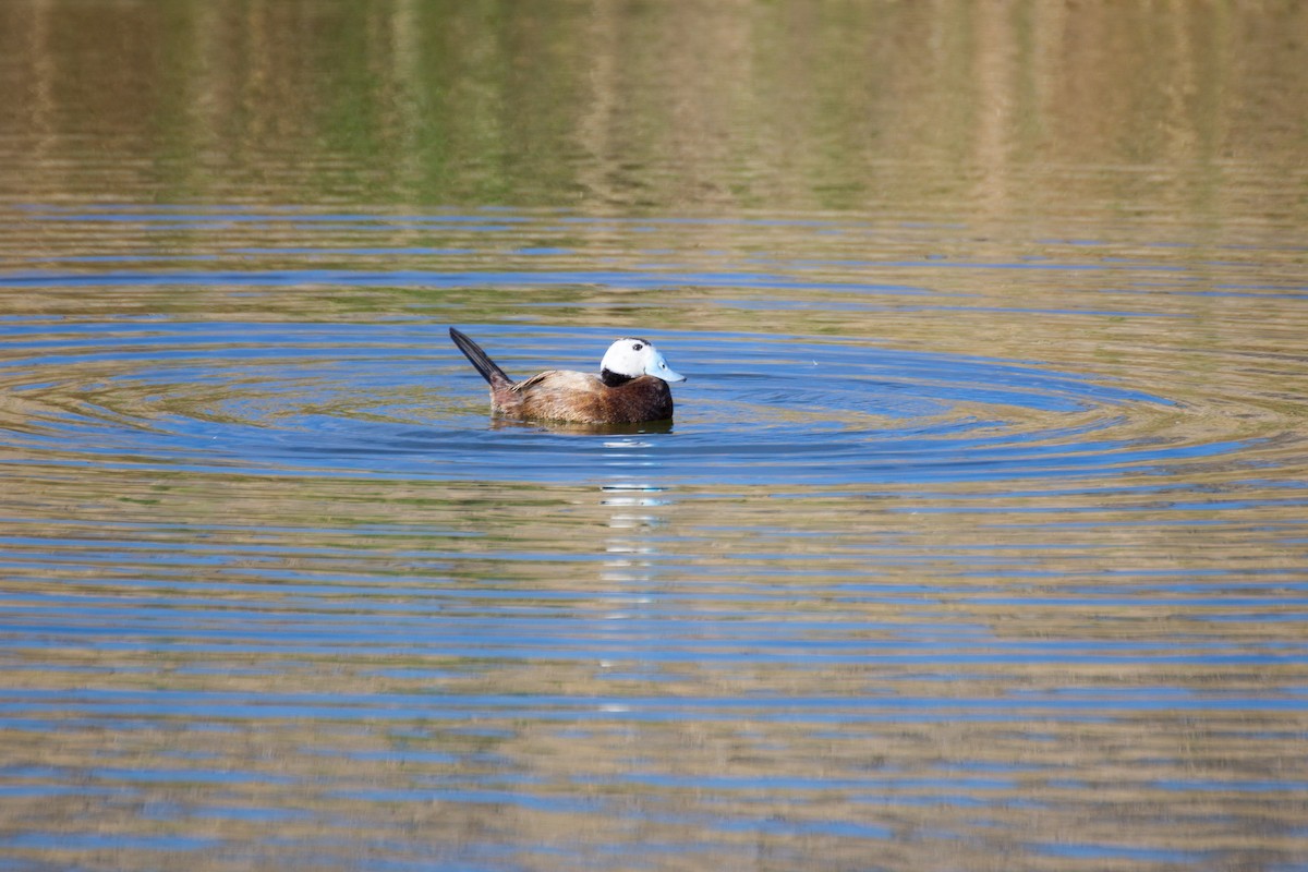 White-headed Duck - ML407620911