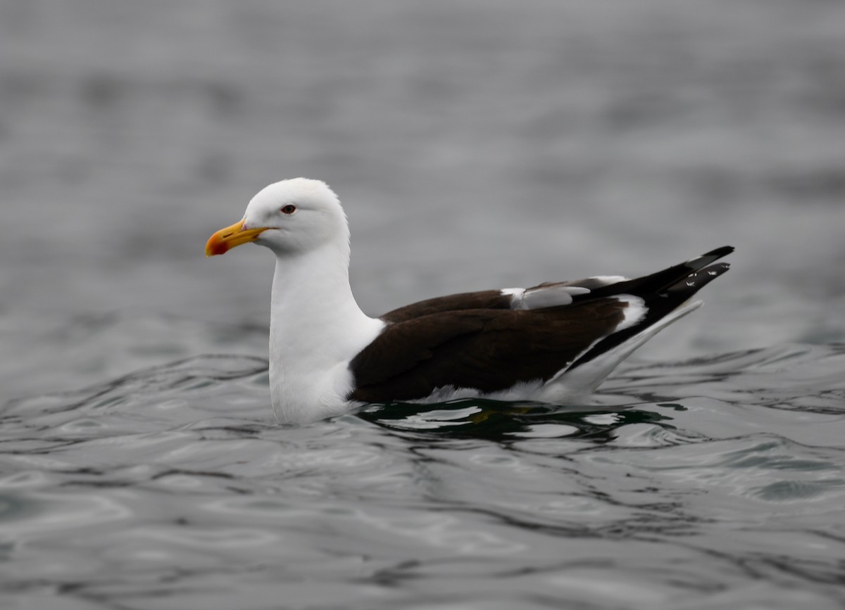 Kelp Gull - Win Ahrens