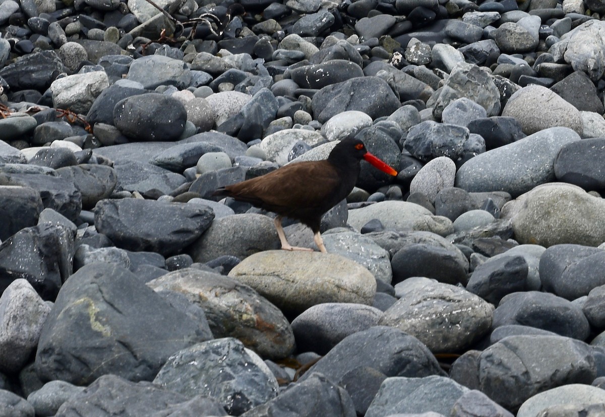 Blackish Oystercatcher - ML407624041