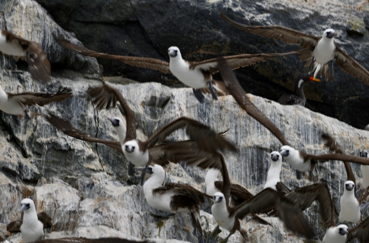 Peruvian Booby - ML407624571