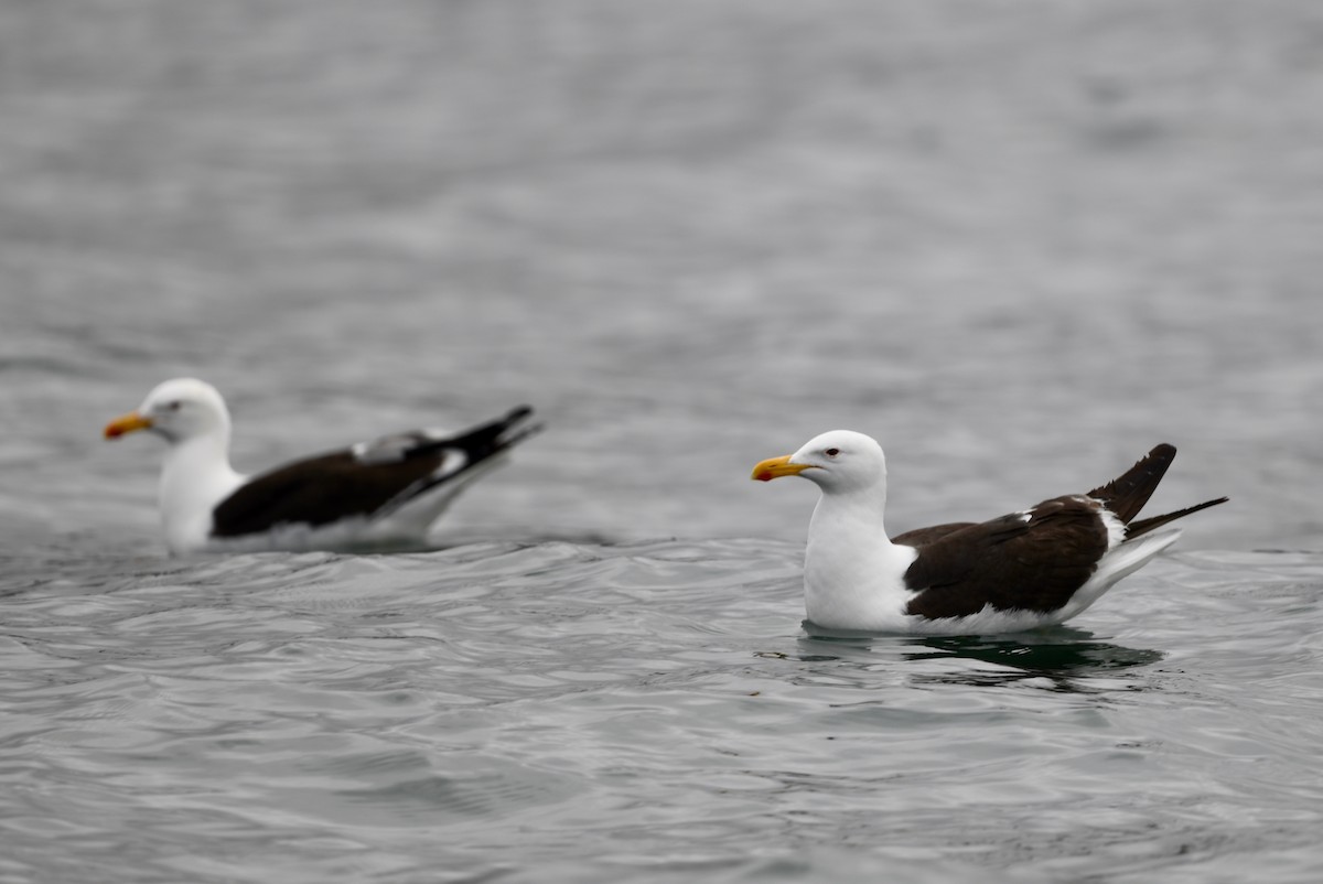 Kelp Gull - Win Ahrens