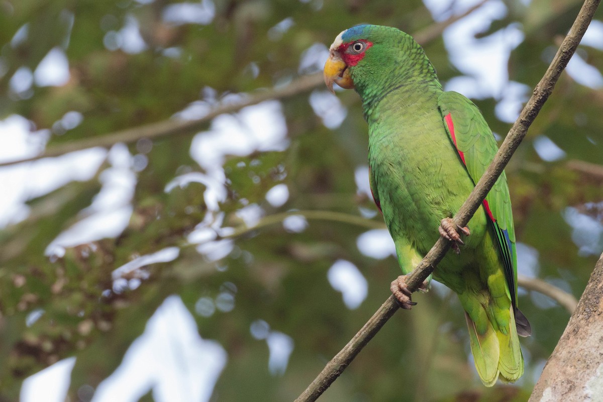 White-fronted Parrot - ML407628371