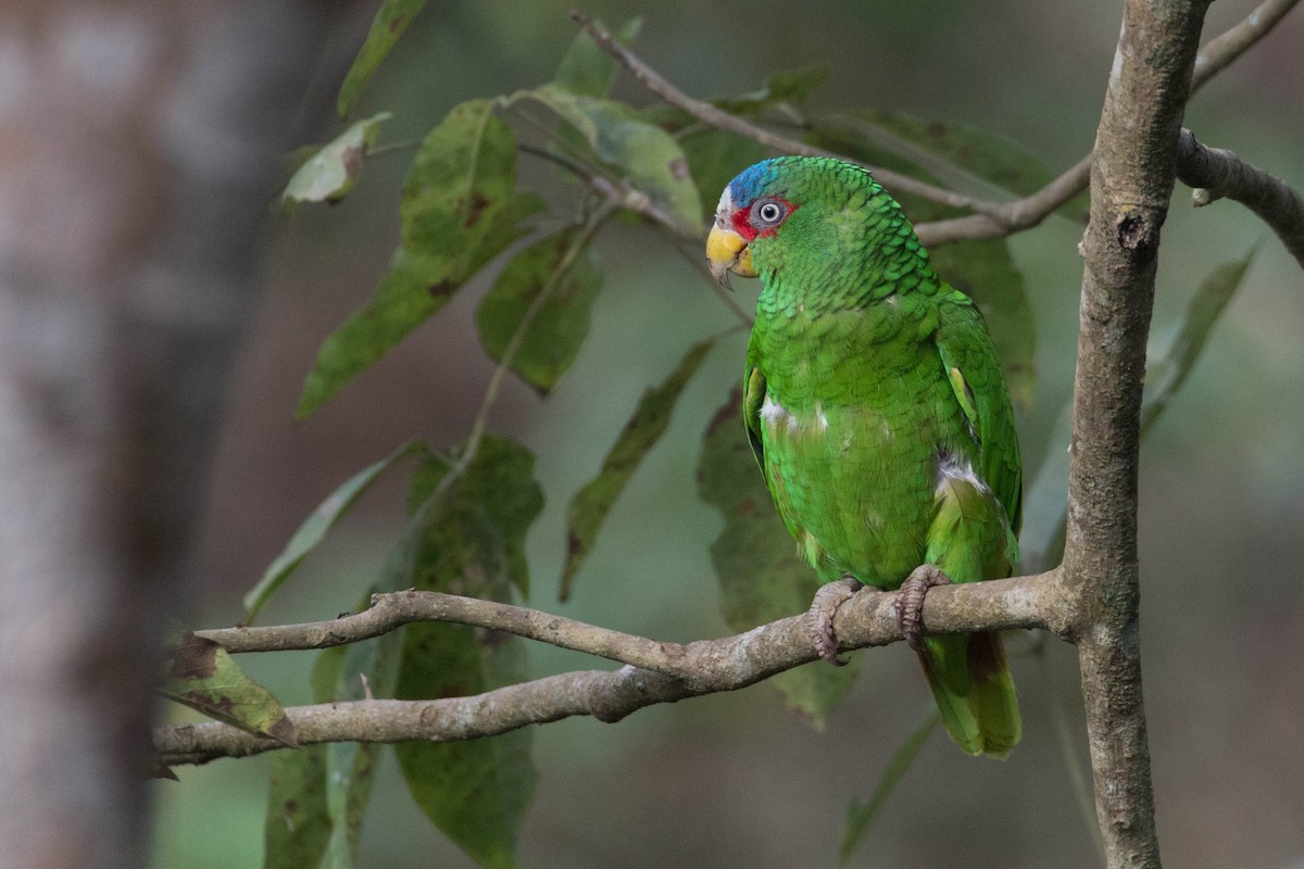 White-fronted Parrot - ML407628381