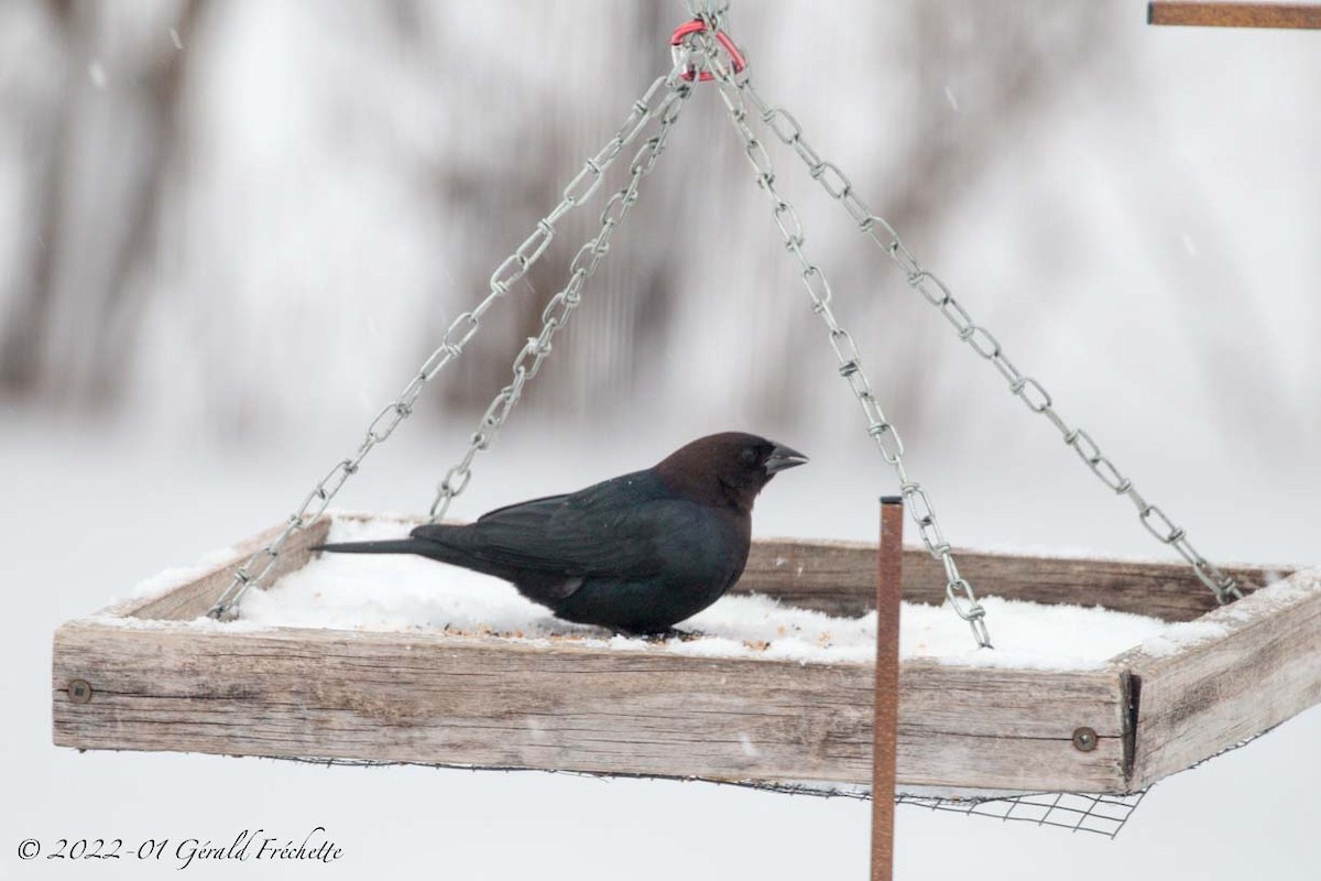 Brown-headed Cowbird - ML407629031