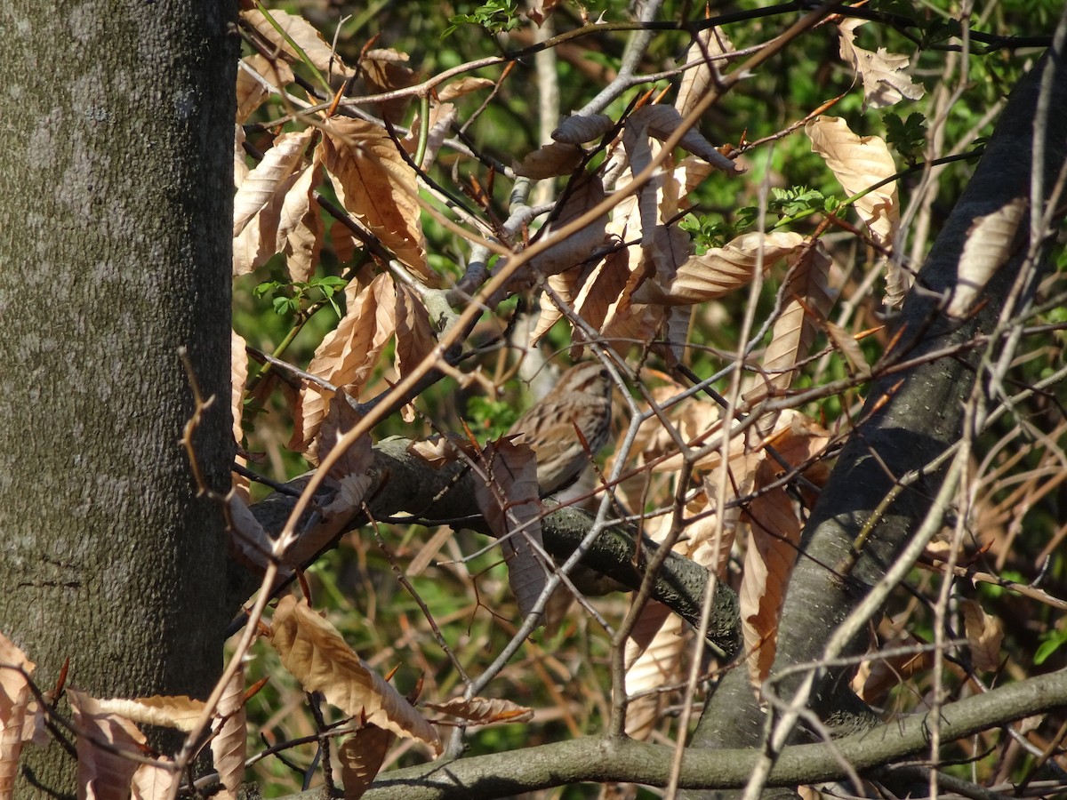 Song Sparrow - ML40763001