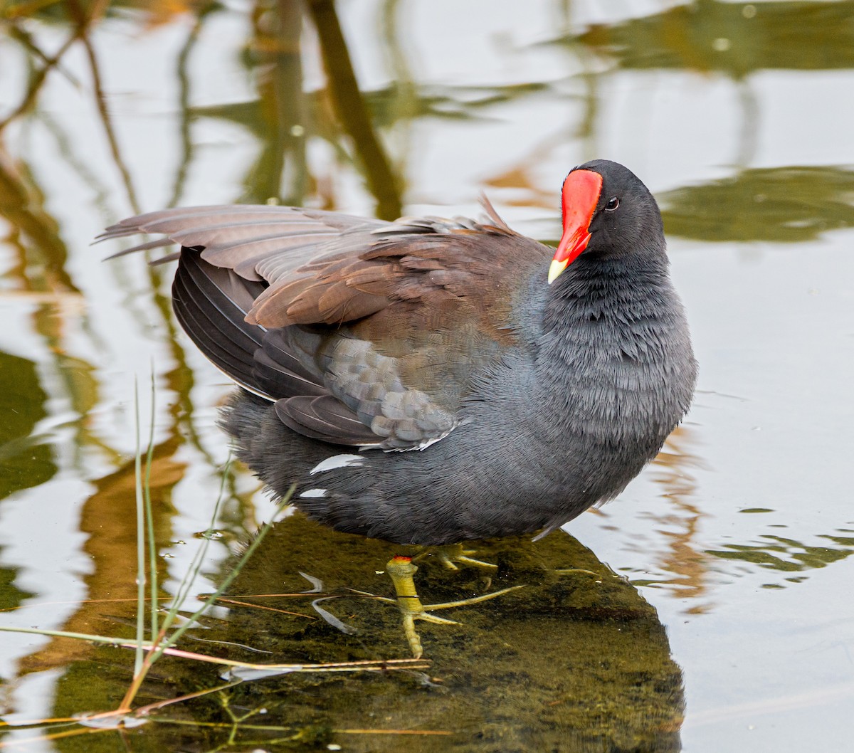 Common Gallinule - ML407630591