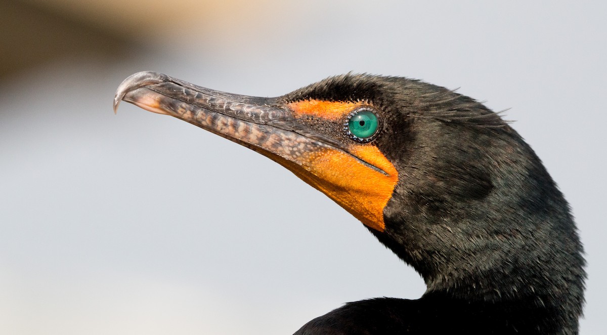 Double-crested Cormorant - ML407630691