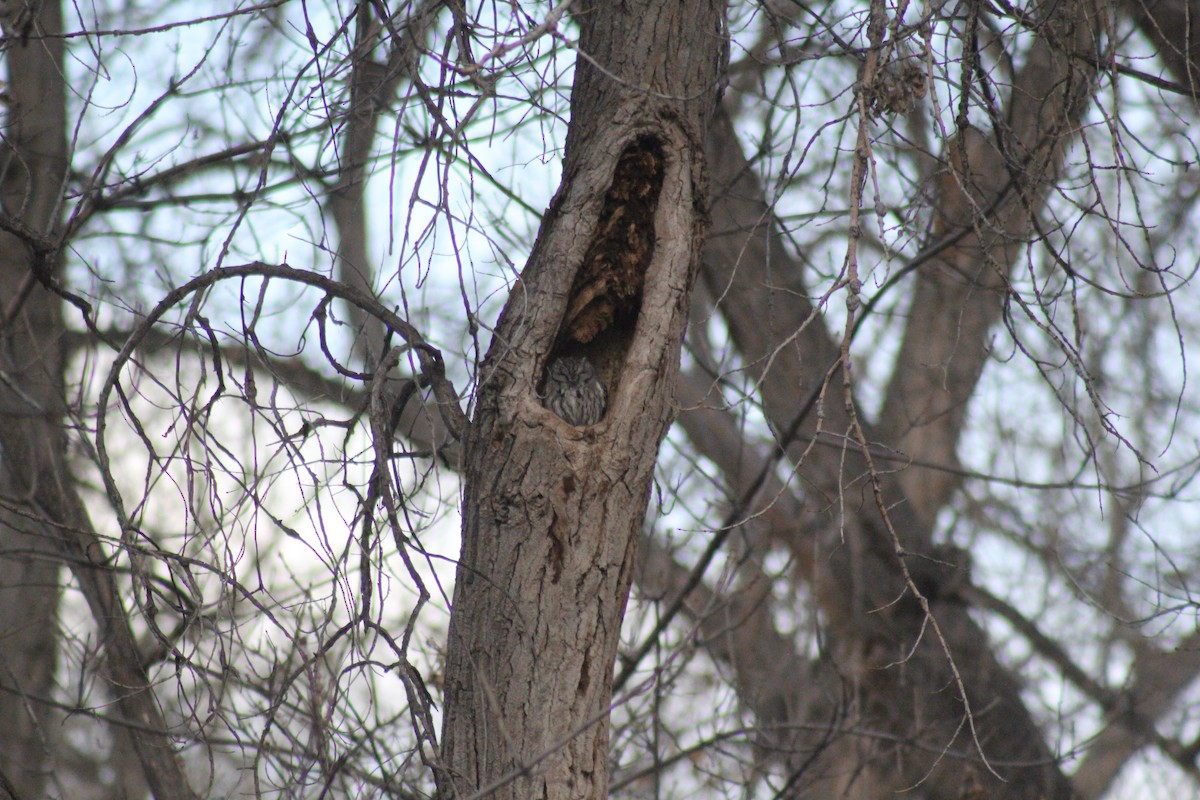 Western Screech-Owl - ML40763211
