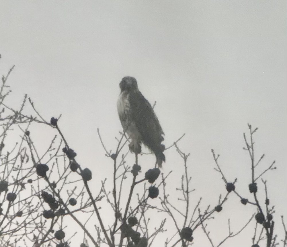 Red-tailed Hawk - ML407632311