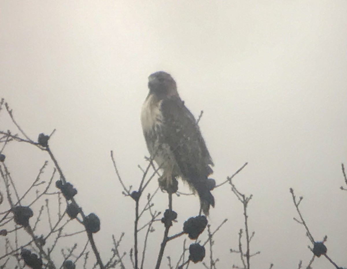 Red-tailed Hawk - ML407632321