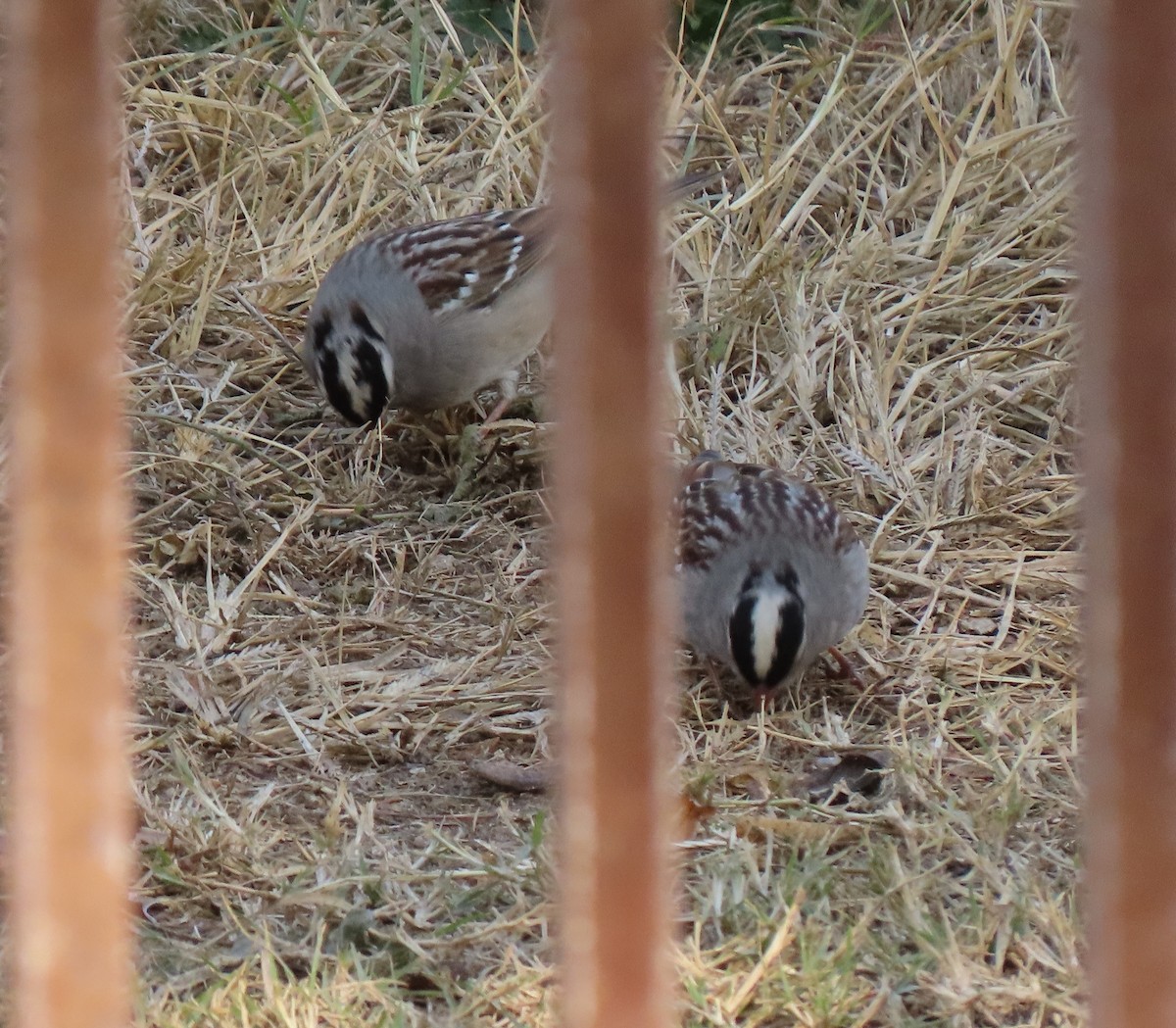 White-crowned Sparrow - ML407633211