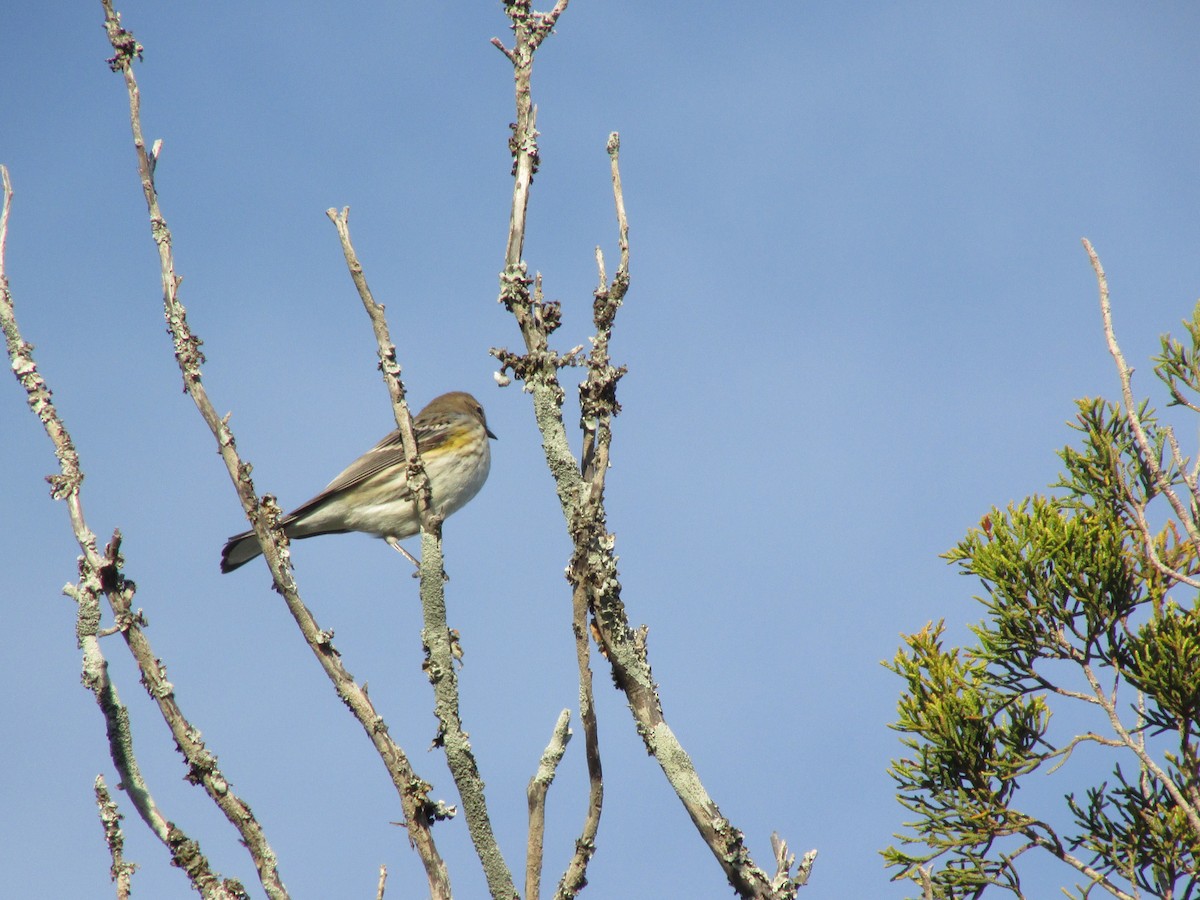 Yellow-rumped Warbler - ML407634191