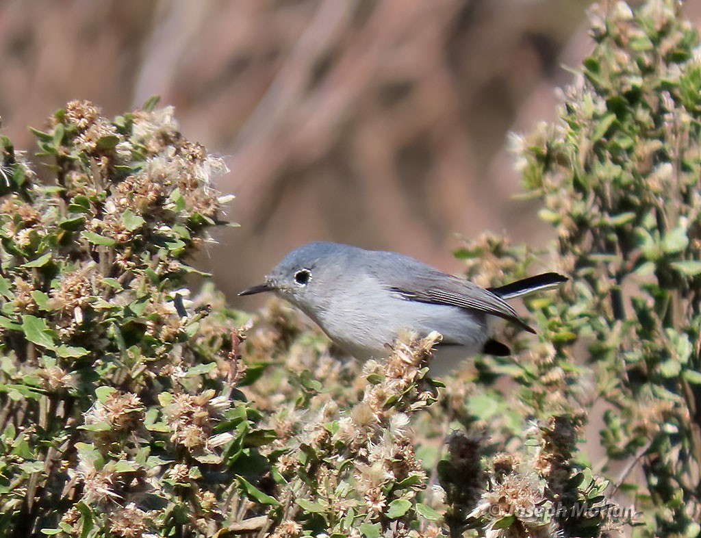 Gobemoucheron gris-bleu - ML407634431