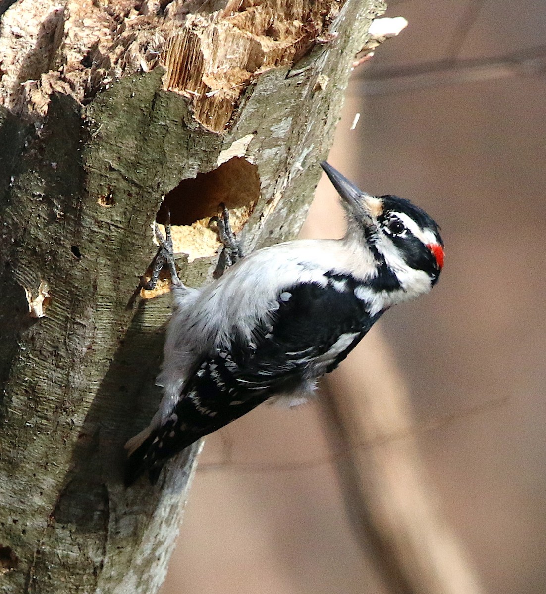 Hairy Woodpecker - ML407635151