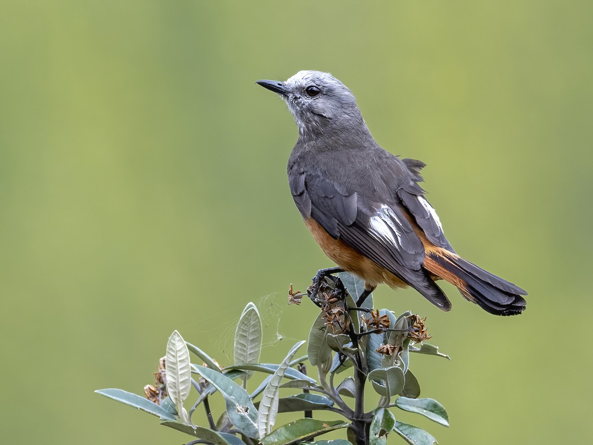 Red-rumped Bush-Tyrant - ML407635391