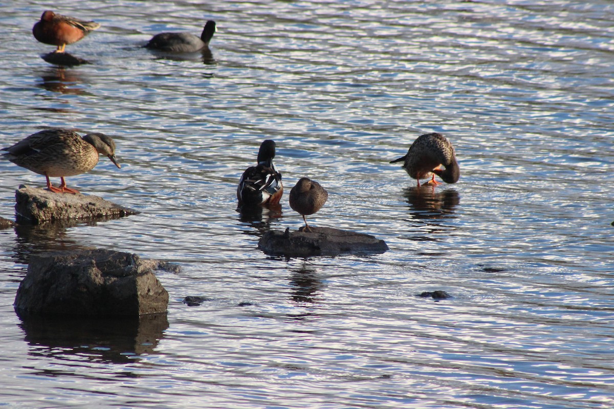 Canard colvert - ML407636111