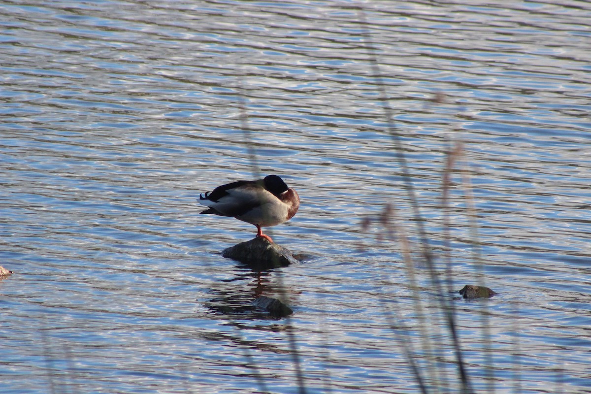 Canard colvert - ML407636141