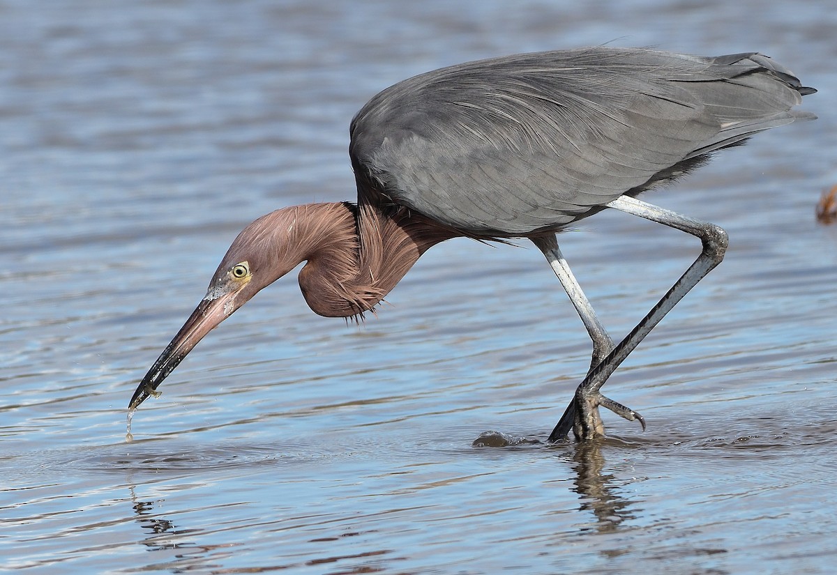 Reddish Egret - ML407636191