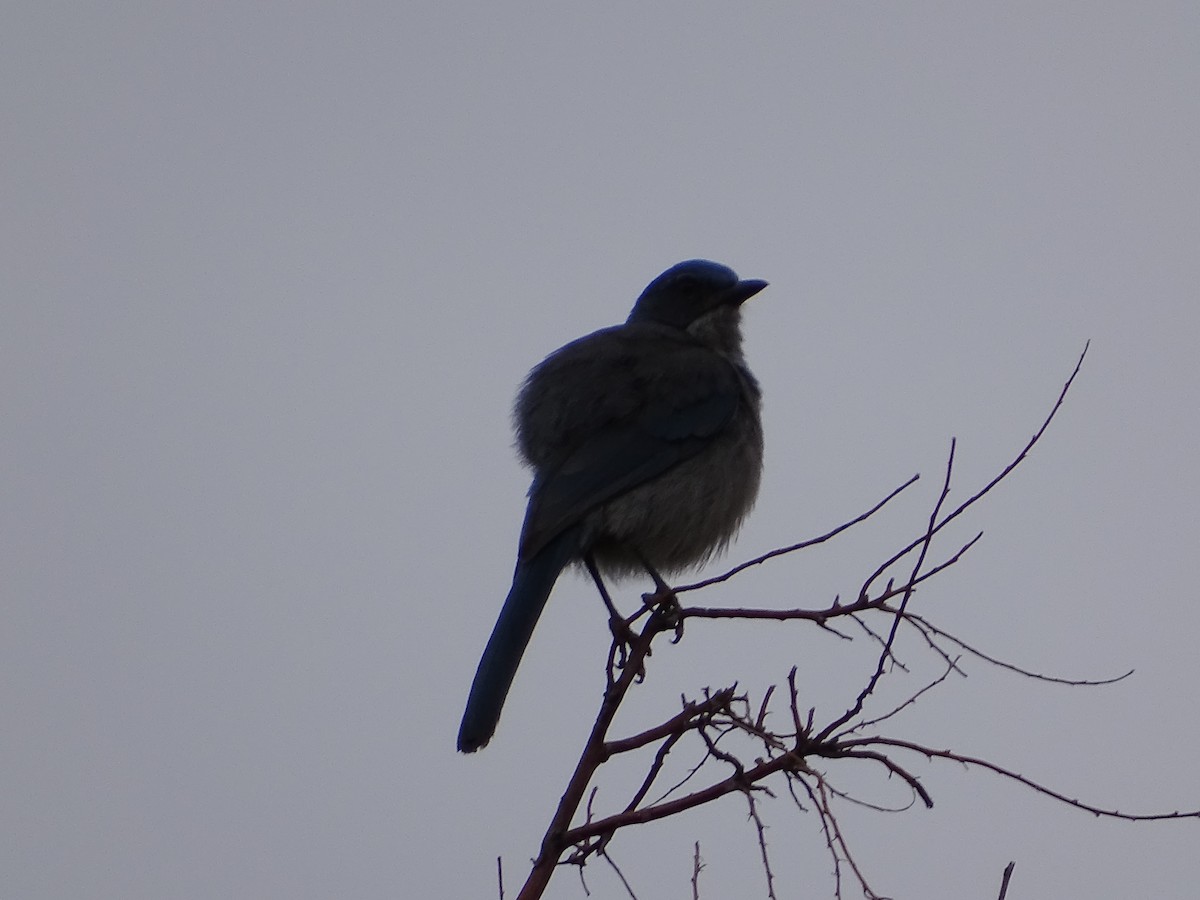 Woodhouse's Scrub-Jay - ML407637721