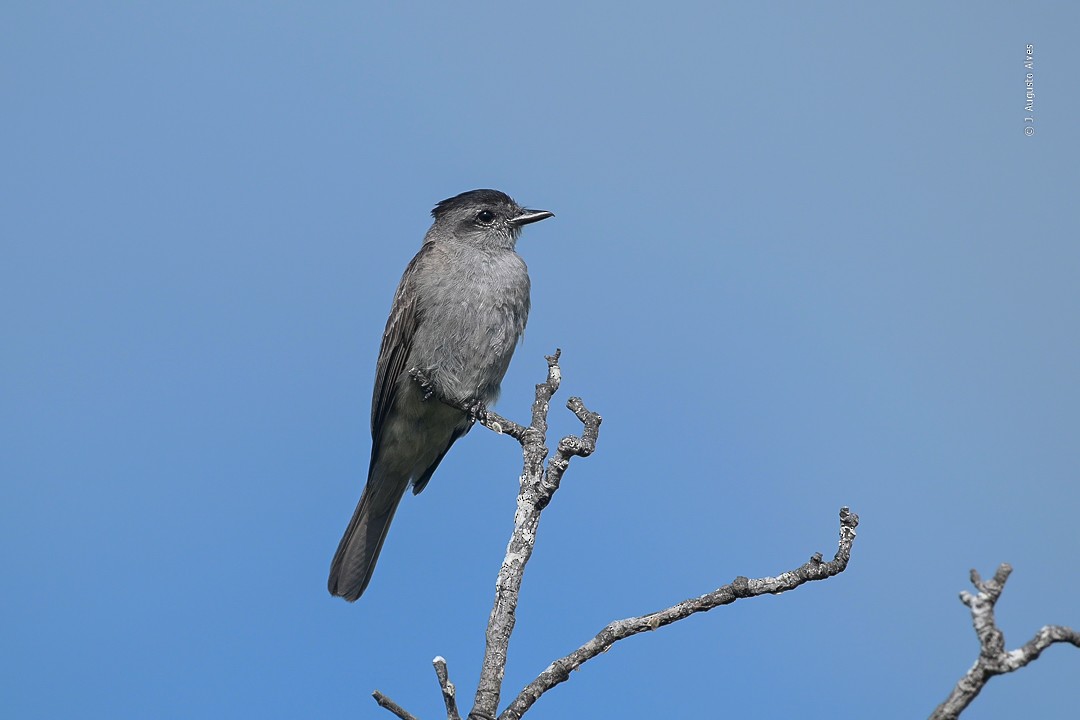 Crowned Slaty Flycatcher - ML407639561