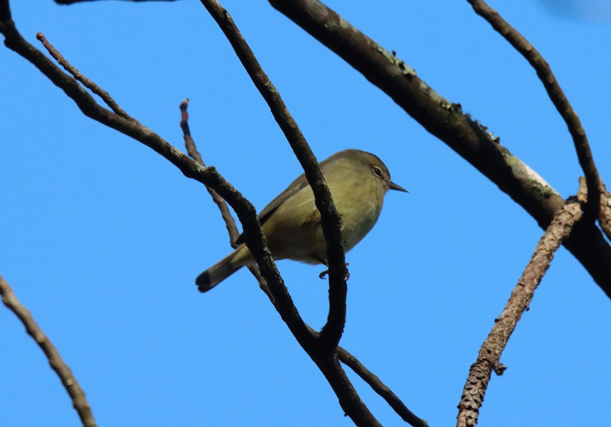 Orange-crowned Warbler - ML407640981