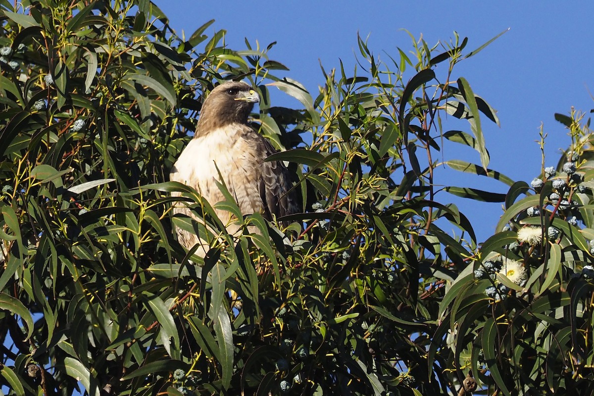 Red-tailed Hawk - ML407641081