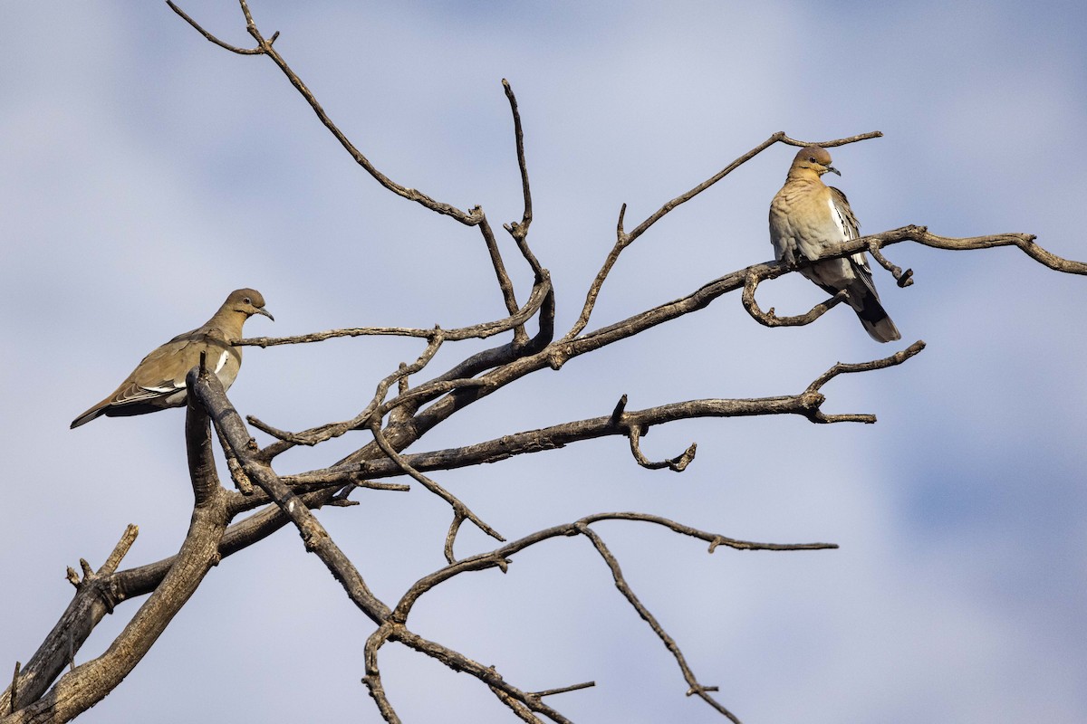 White-winged Dove - ML407642251