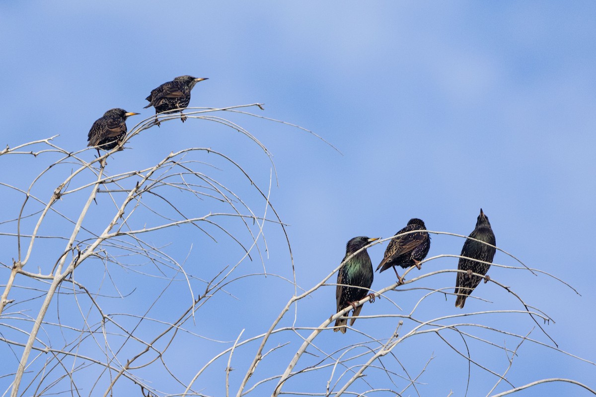 European Starling - ML407642401