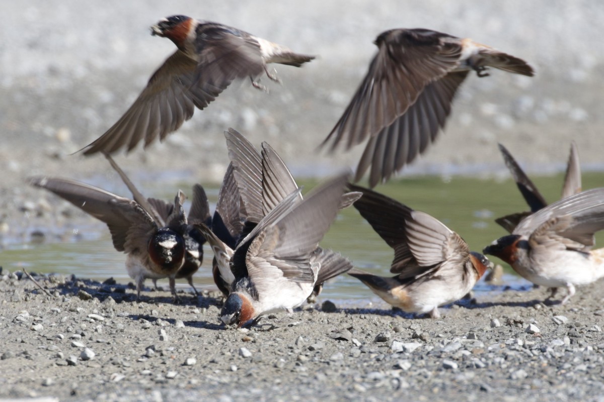 Cliff Swallow - ML407642411