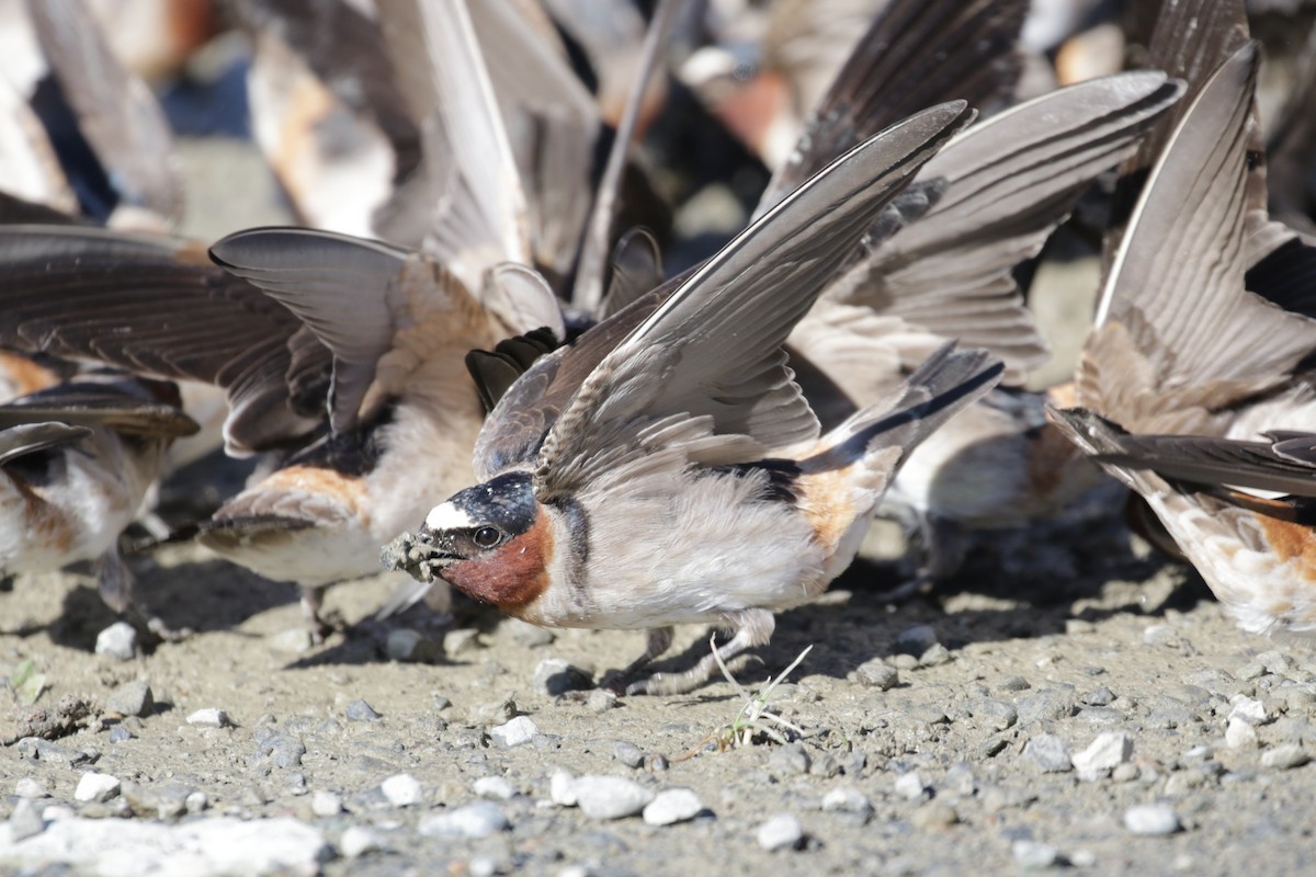 Cliff Swallow - ML407642511