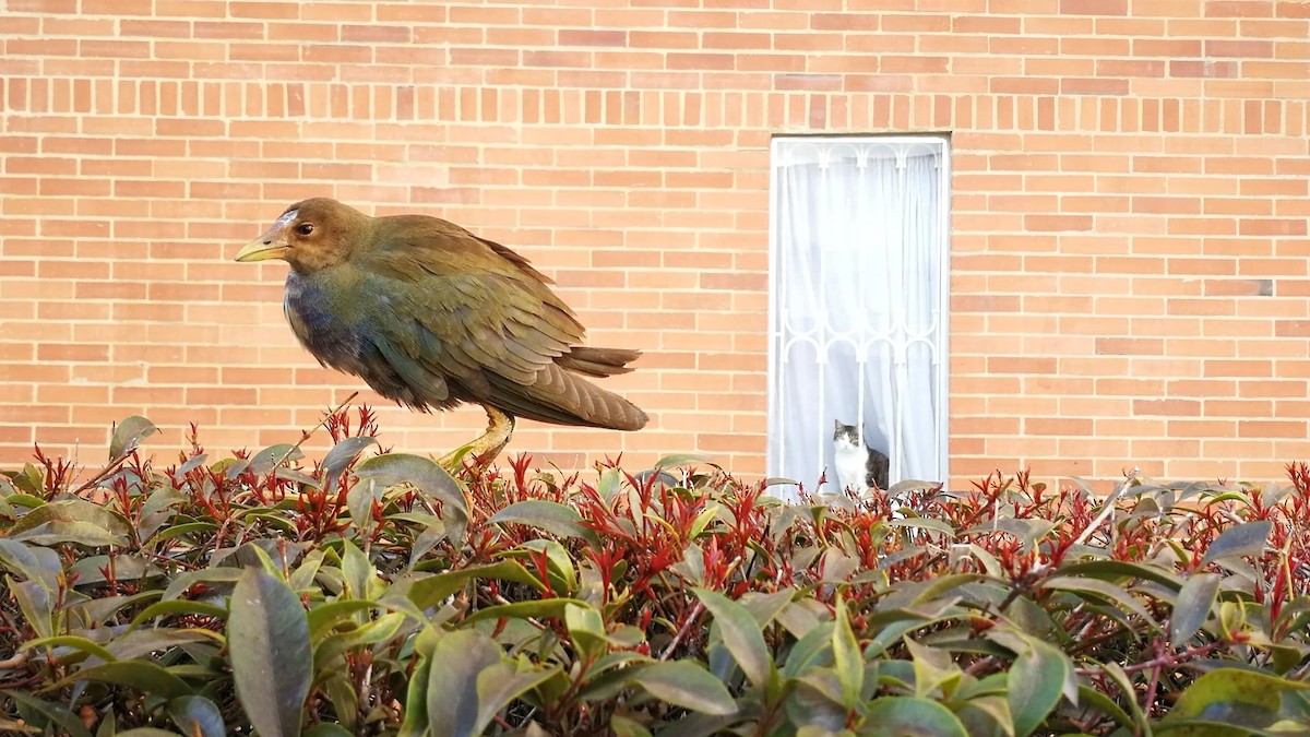 Purple Gallinule - ML407643331