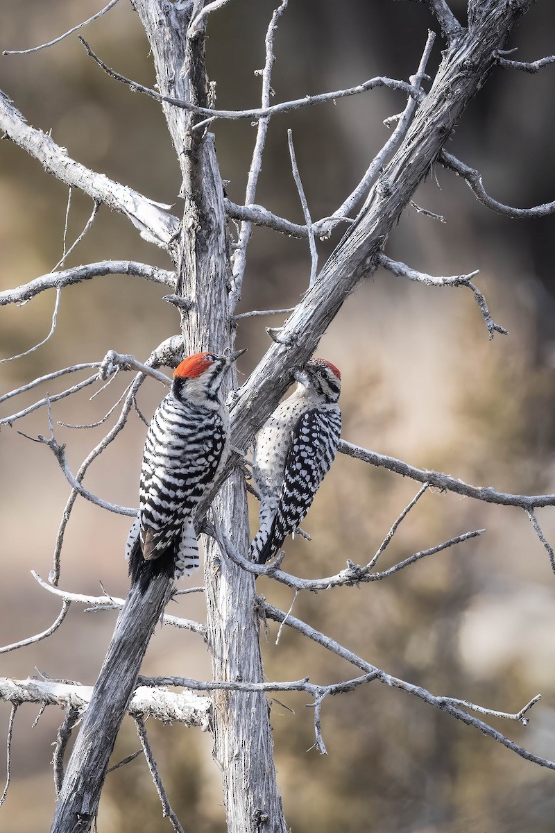 Ladder-backed Woodpecker - ML407645741