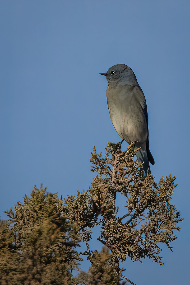 Mountain Bluebird - ML407645941