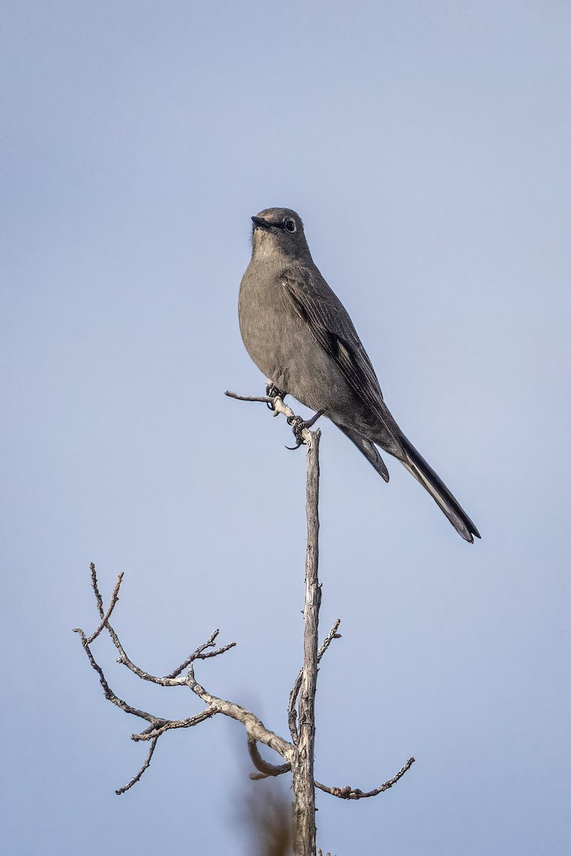 Townsend's Solitaire - ML407646101