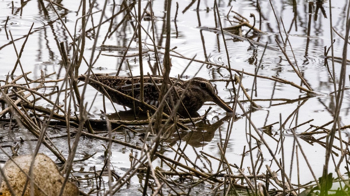 Wilson's Snipe - Jim Gain