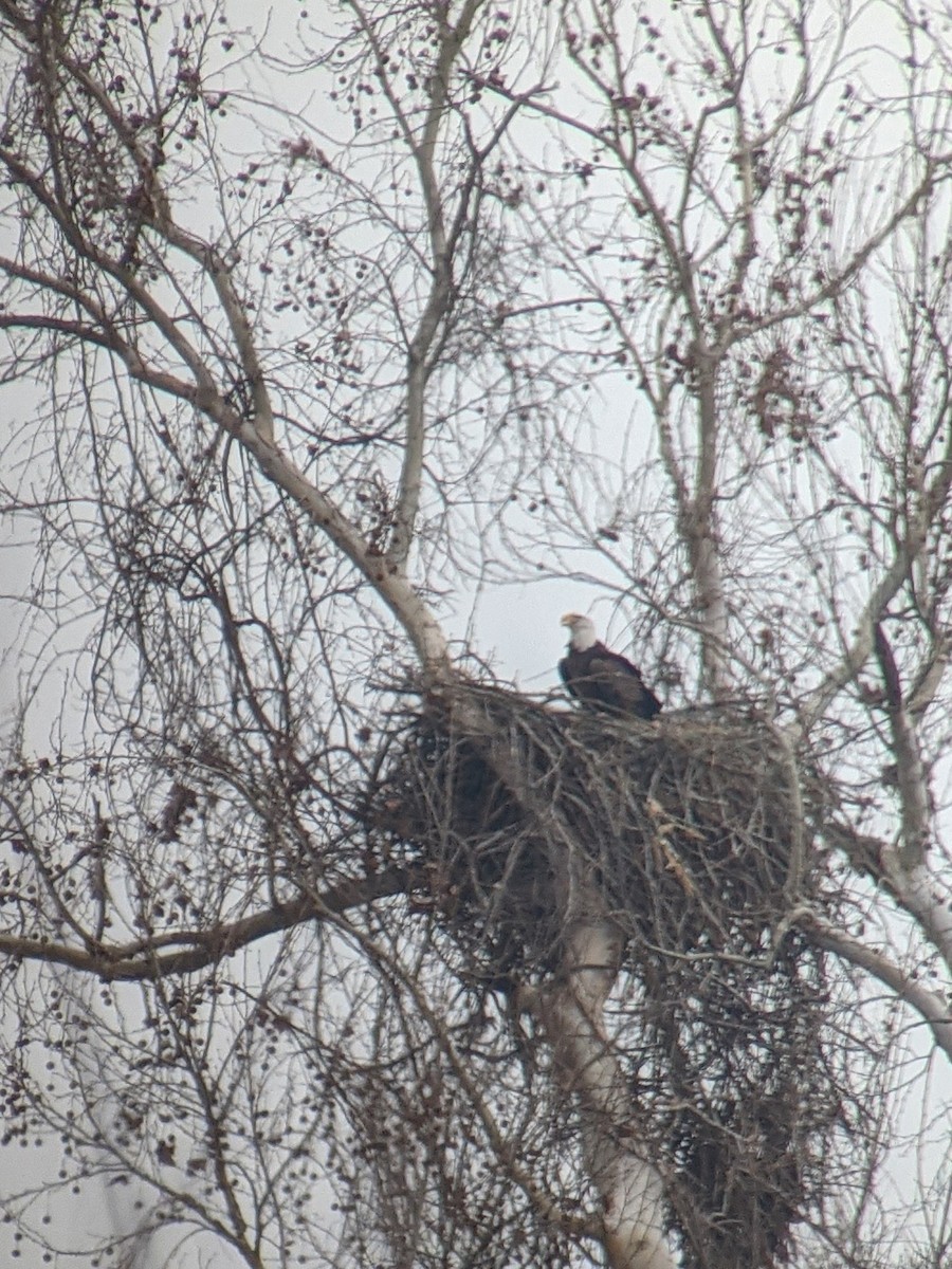 Bald Eagle - Mike Goebel