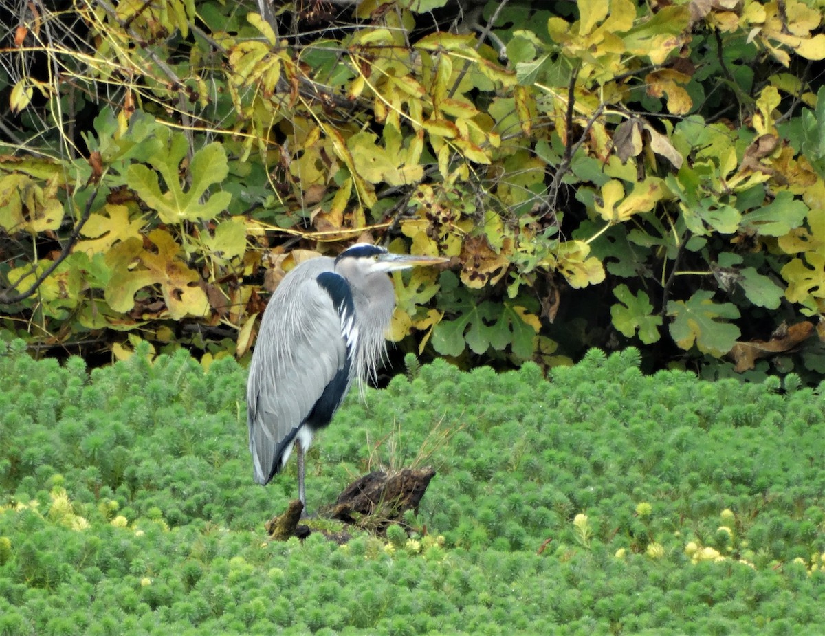 Great Blue Heron - ML407648861