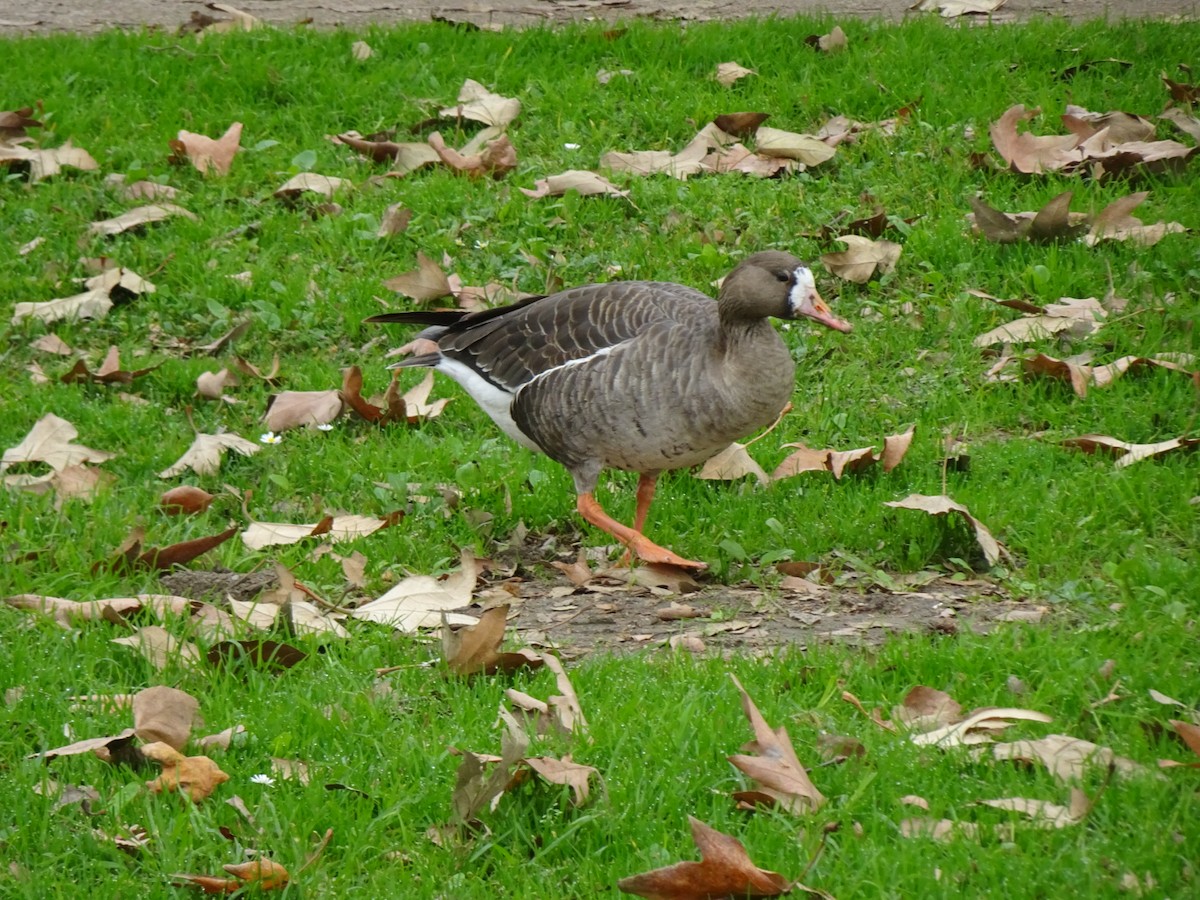 Greater White-fronted Goose - ML407649891