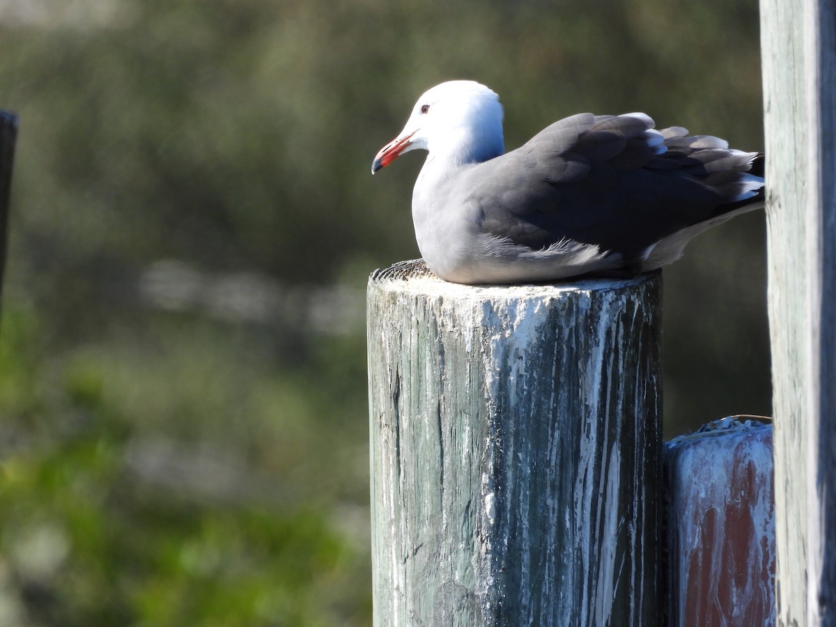 Gaviota Mexicana - ML407652111