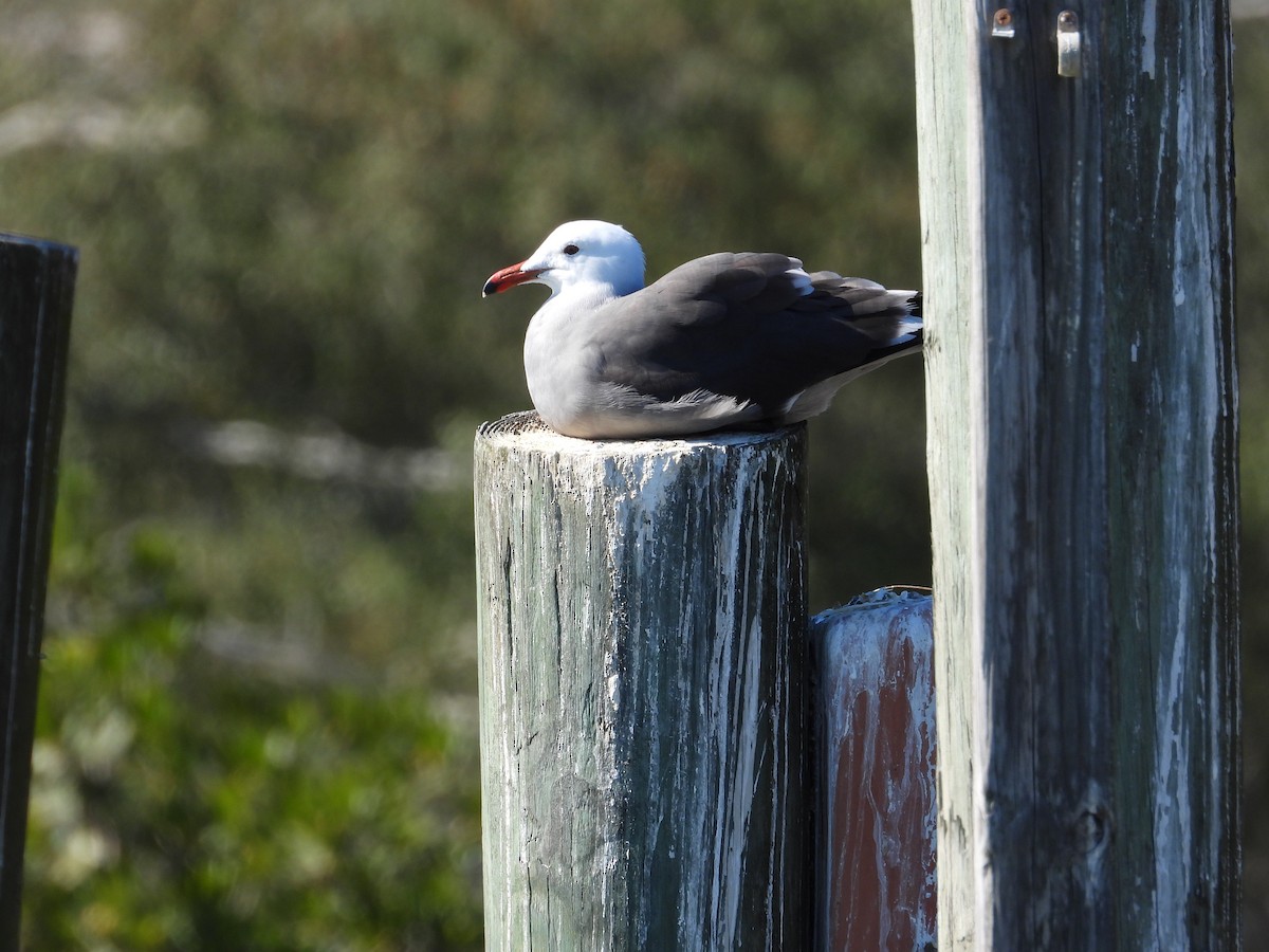 Heermann's Gull - ML407652131